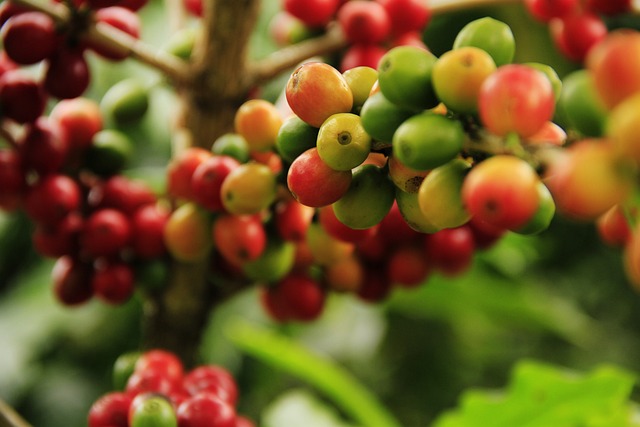 coffee farming