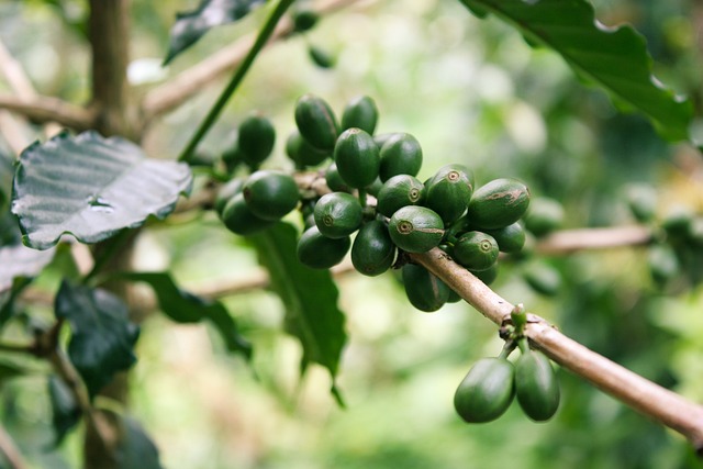 coffee farming